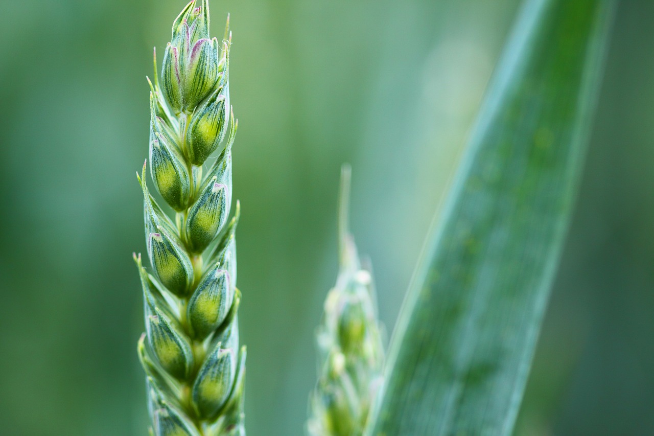 agriculture-2229_1280 agriculture-2229_1280